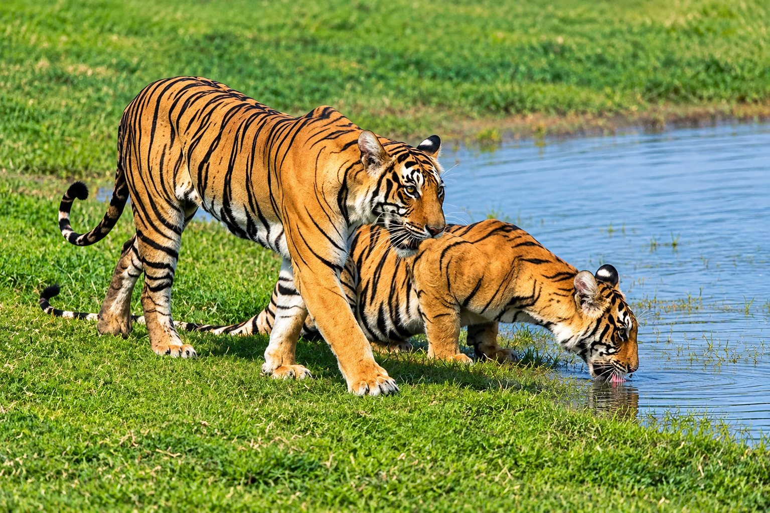 Canter Safari